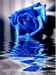 pic for Blue Flower